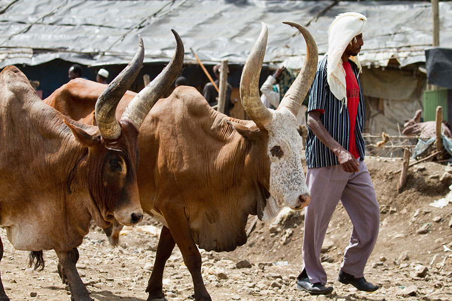 75   Man from the Raya Wollo tribe selling his bulls at Hayk market. Ethiopia 